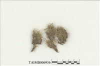 藏品(刺疣苔屬)的圖片
